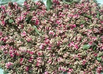 Le girofle, une alternative de revenu à Anjouan en mauvaise posture