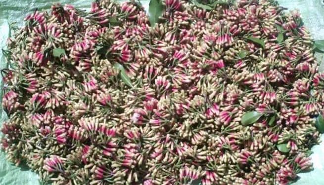 Le girofle, une alternative de revenu à Anjouan en mauvaise posture