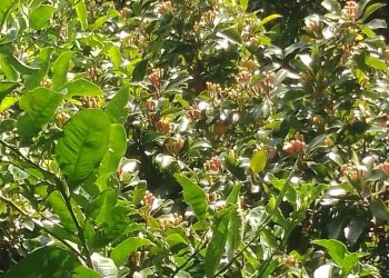 À Anjouan, c’est la saison du girofle