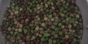 La saison des ambrevades est là !