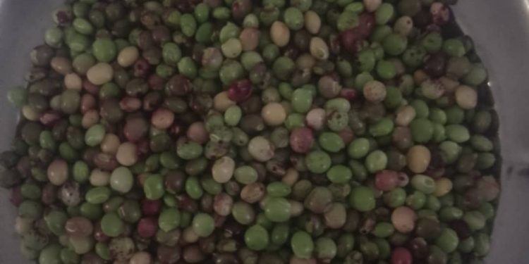 La saison des ambrevades est là !