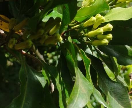 Les Comores, un joyau écologique dans la misère