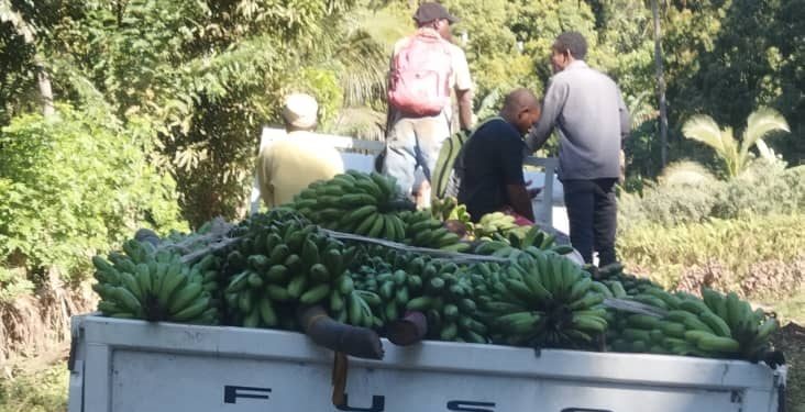 Anjouan, un potentiel agricole ignoré des décideurs