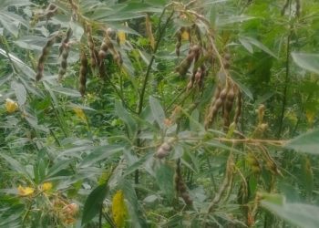 Ambrevades, un trésor comorien au cœur de l’île d’Anjouan