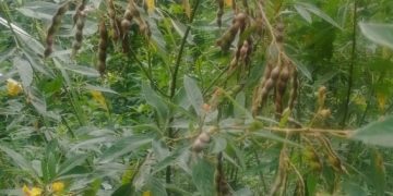 Ambrevades, un trésor comorien au cœur de l’île d’Anjouan