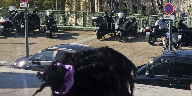 La moitié d’une famille comorienne décède tragiquement à Toulon