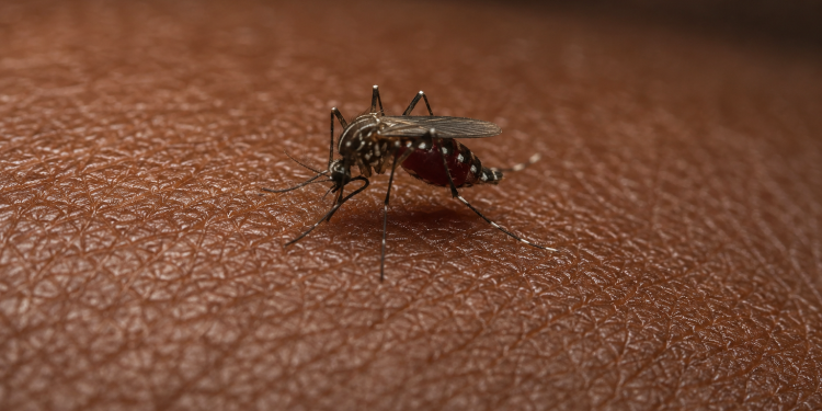 Paludisme. Ngazidja face à une urgence sanitaire.
