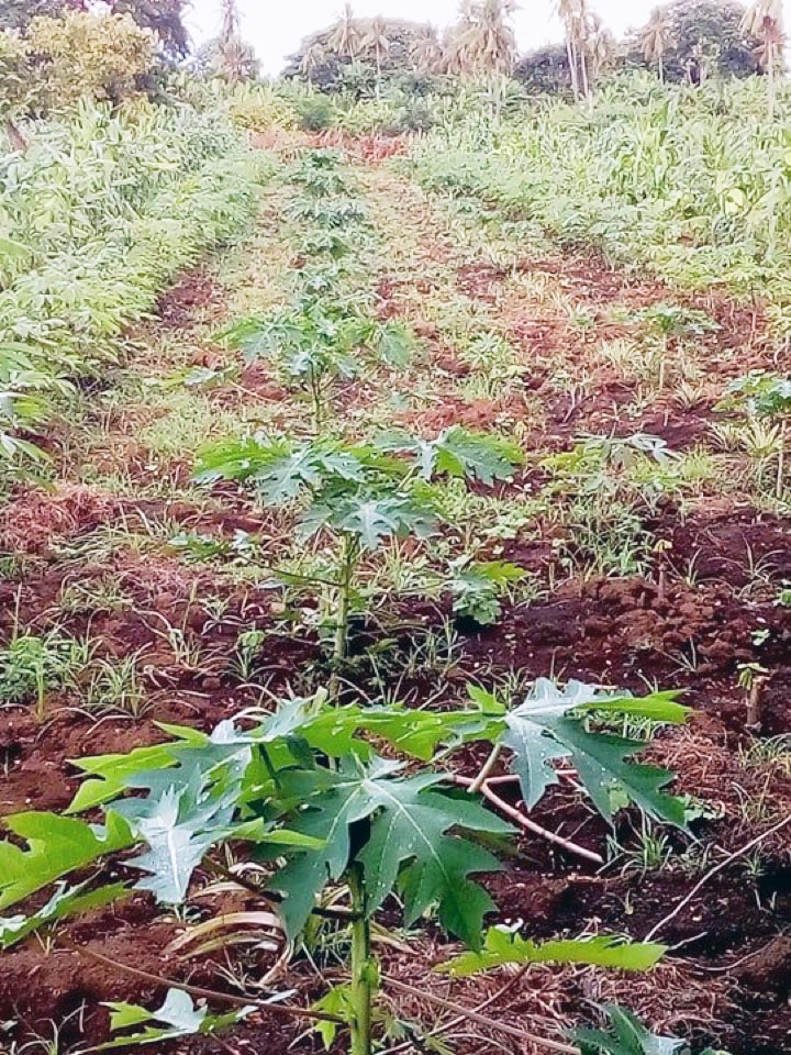 Les conséquences du cyclone Kenneth sur l’agriculture à Mwali