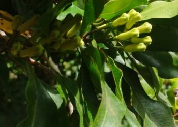 Les Comores, un joyau écologique dans la misère
