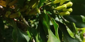 Les Comores, un joyau écologique dans la misère