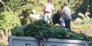 Anjouan, un potentiel agricole ignoré des décideurs
