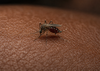 Paludisme. Ngazidja face à une urgence sanitaire.