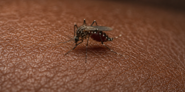 Paludisme. Ngazidja face à une urgence sanitaire.