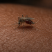 Paludisme. Ngazidja face à une urgence sanitaire.